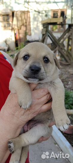 Щенки в добрые руки