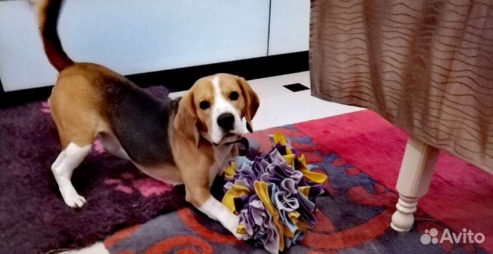 Передержка собак