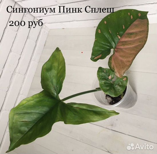 Сингониумы, эпипремнумы