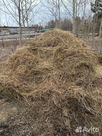 Сено для крс бесплатно