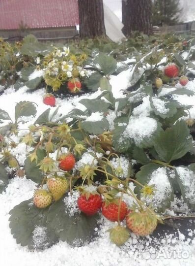 Ремонтантная клубника и малина, плодоносит до зимы