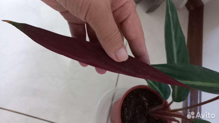 Строманта Марун