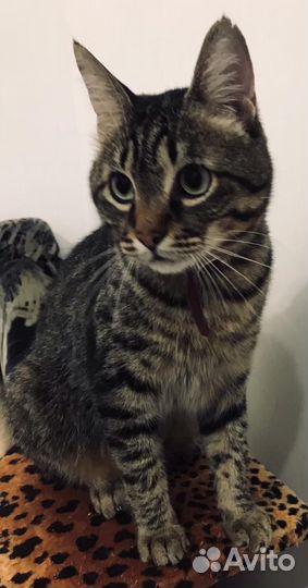 Кот Вася