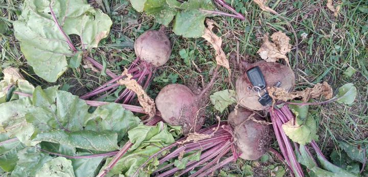 Участок 30 сот. (ИЖС)