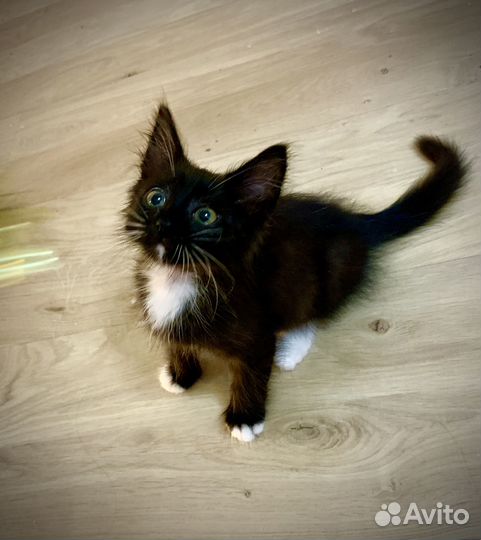 Котенок мальчик с изумрудными глазами