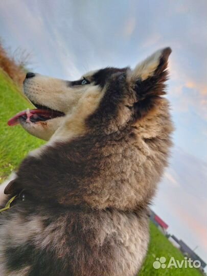 Вязка кобель Сибирский Хаски