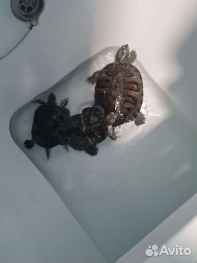 Черепашки красноухие