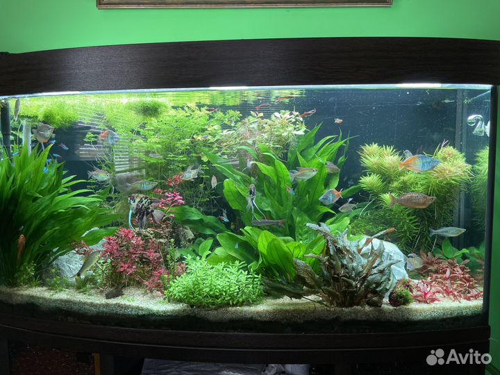 Аквариум с тумбой 240 литров