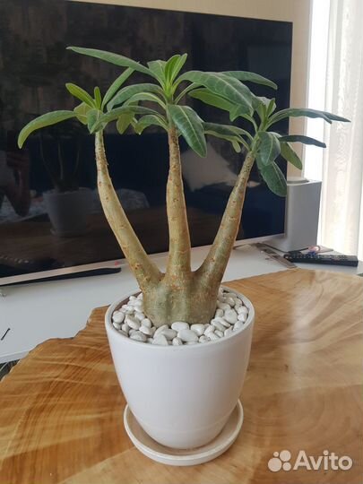 Адениум Арабикум в виде трезубца H-470мм