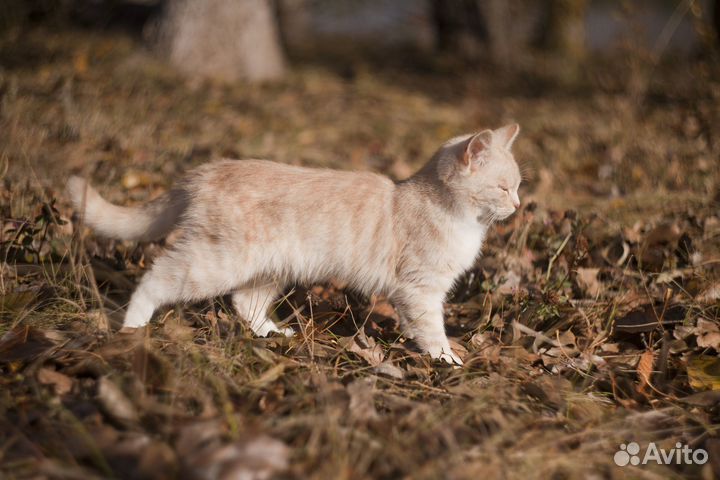 Котята мальчики и девочка