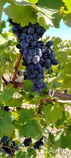 Виноград