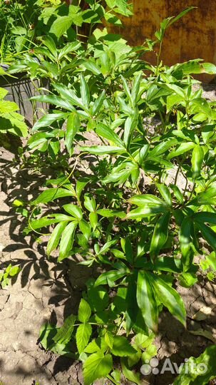 Пион, папоротник