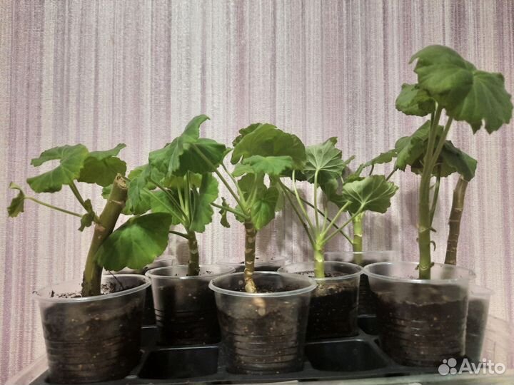 Герань алая, пеларгония