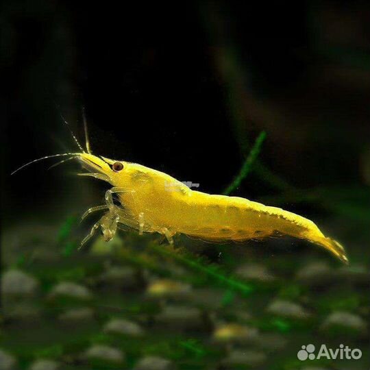 Аквариумные креветки
