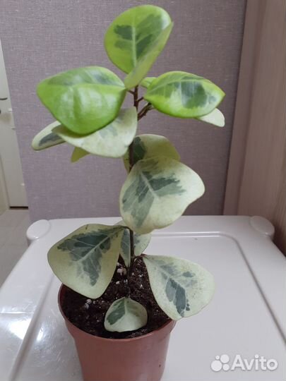 Треангулярис крем