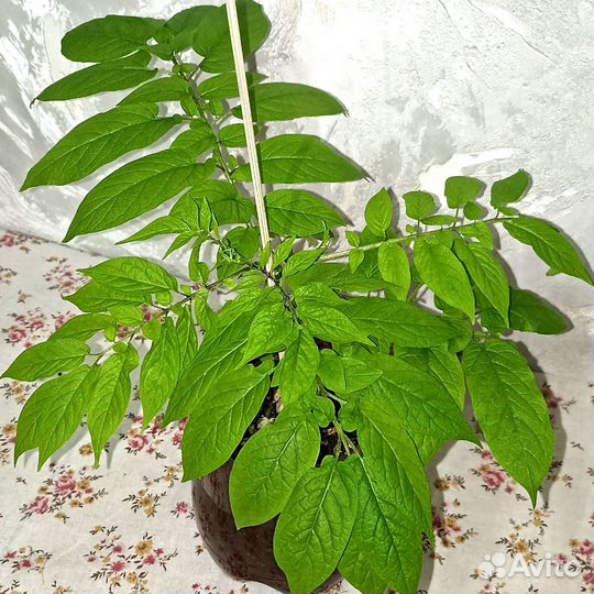 Тзимбало (мини-пепино)