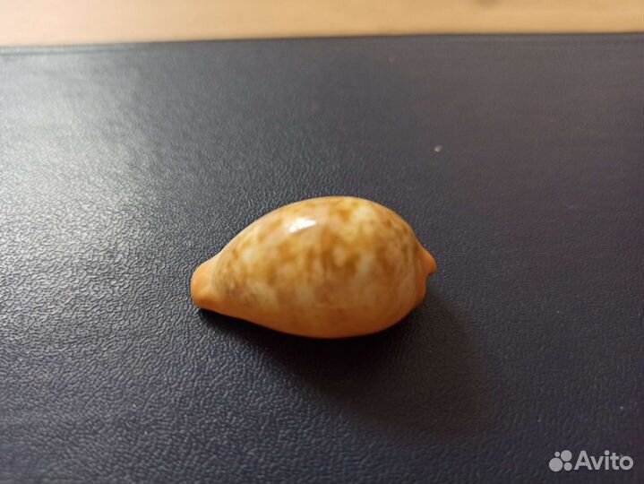 Морская раковина