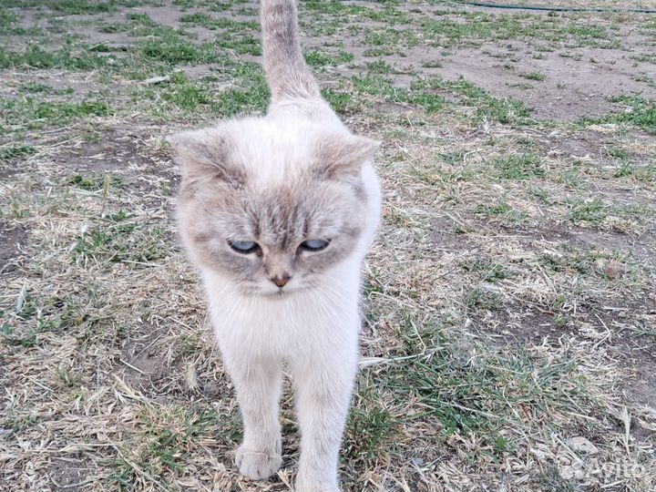 Котята в добрые руки бесплатно