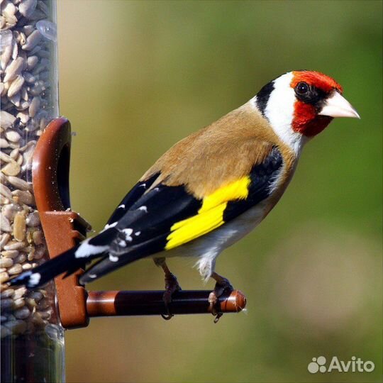 Щегол, снегирь