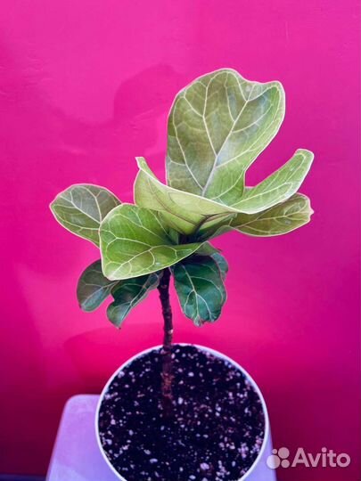 Фикус лирата на штамбе