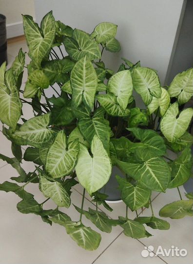 Сингониум Баттерфляй, Неон Пинк', Спер Поинт