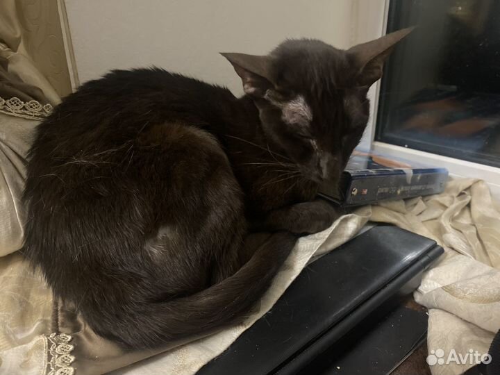 Ориентальная