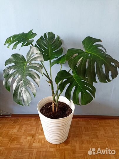 Монстера деликатесная