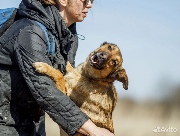 Собака в добрые руки,Щербет