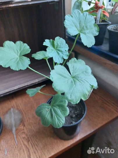 Растения комнатные продам