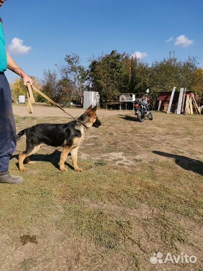 Щенки немецкой овчарки