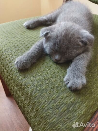 Шотландский котёнок