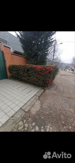 Пираканта красная