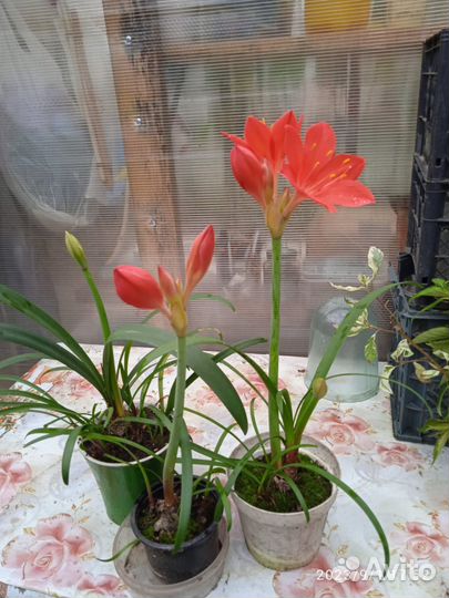 Гиппеаструм