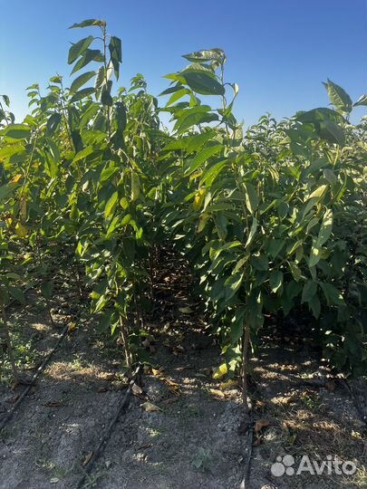 Саженцы черешни