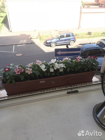 Петуния ампельная в кашпо. Живой подарок