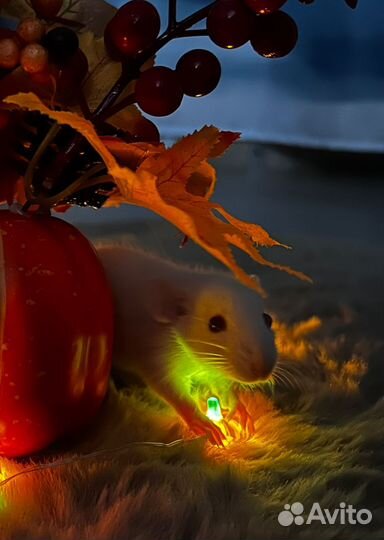 Декоративная крыса