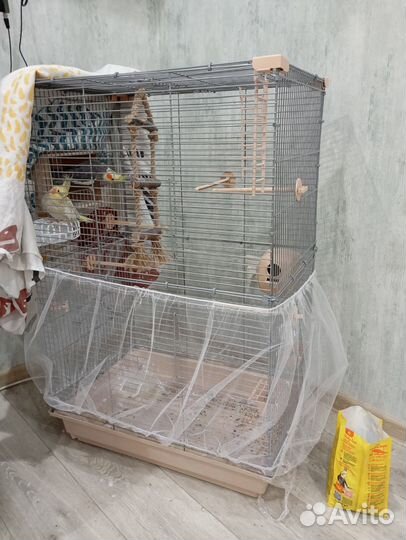 Попугаи Корелла