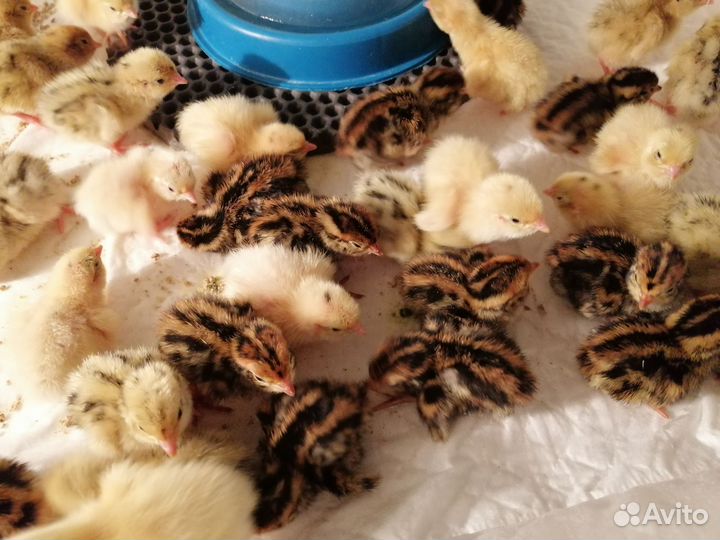 Несушки перепела