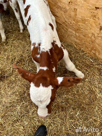 Телята доставка