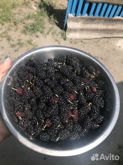 Продам шелковицу