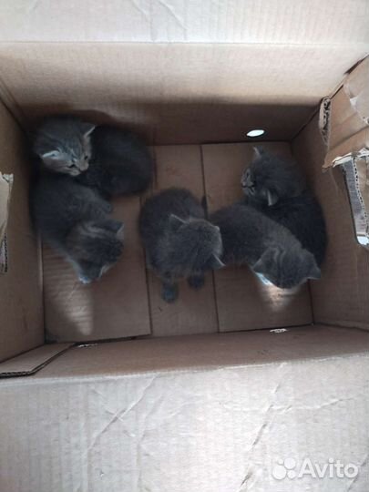 Котята отдам в добрые руки бесплатно