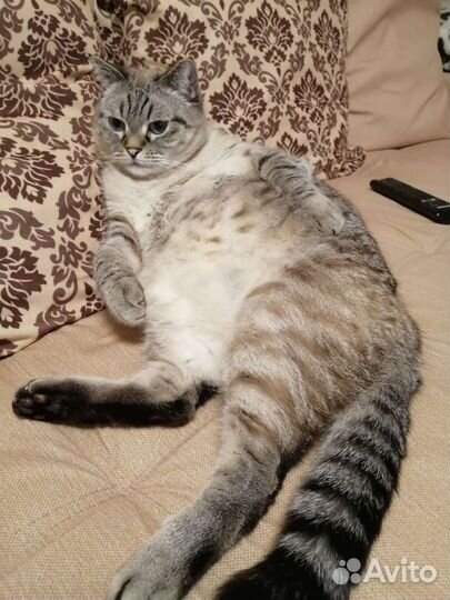 Котоняня