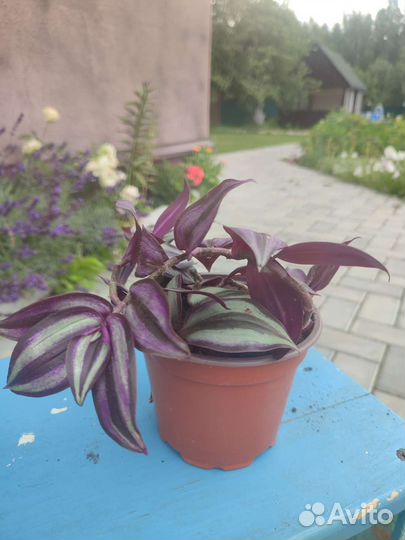 Традесканция