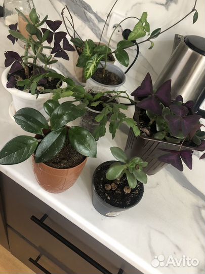 Комнатные цветы