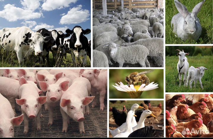 Финансовая поддержка ооо и ип в сфере С / Х