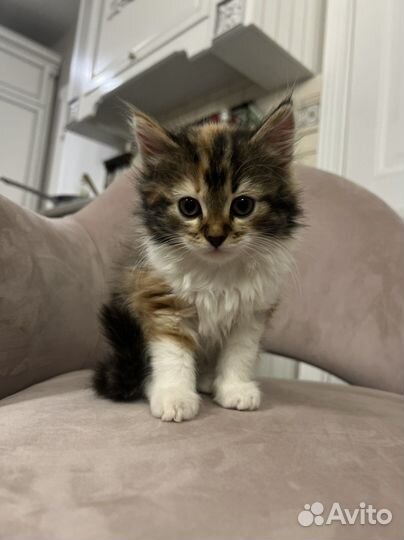 Котенок в добрые руки