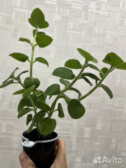 Комнотная мята, Рэо