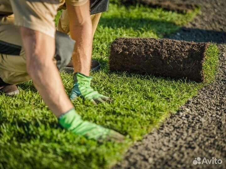 Укладка и продажа рулонного газона