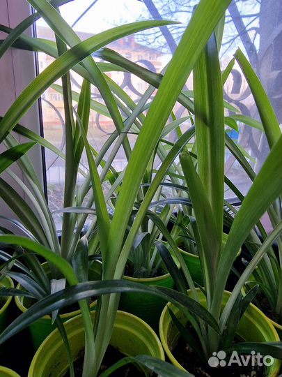 Хлорофитум