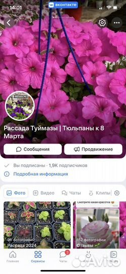 Рассада цветов